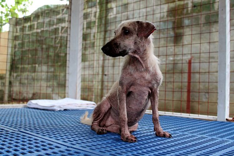 niño rescata perros abandonados filipinas