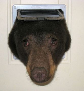 oso entra en casa gatera