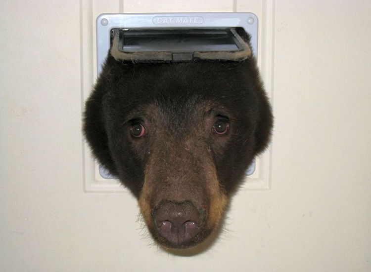 oso entra en casa gatera