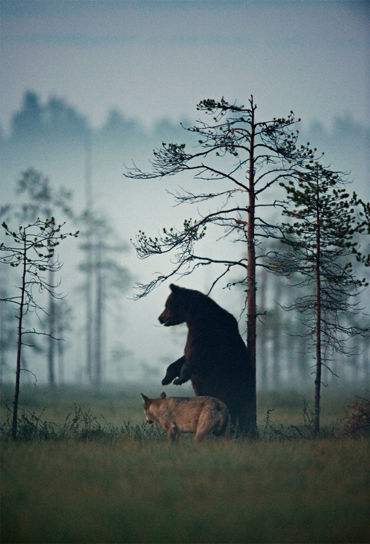amistad lobo y oso salvaje