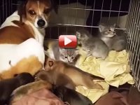 video perra adopta gatitos abandonados