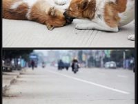 perro llora amigo atropellado carro