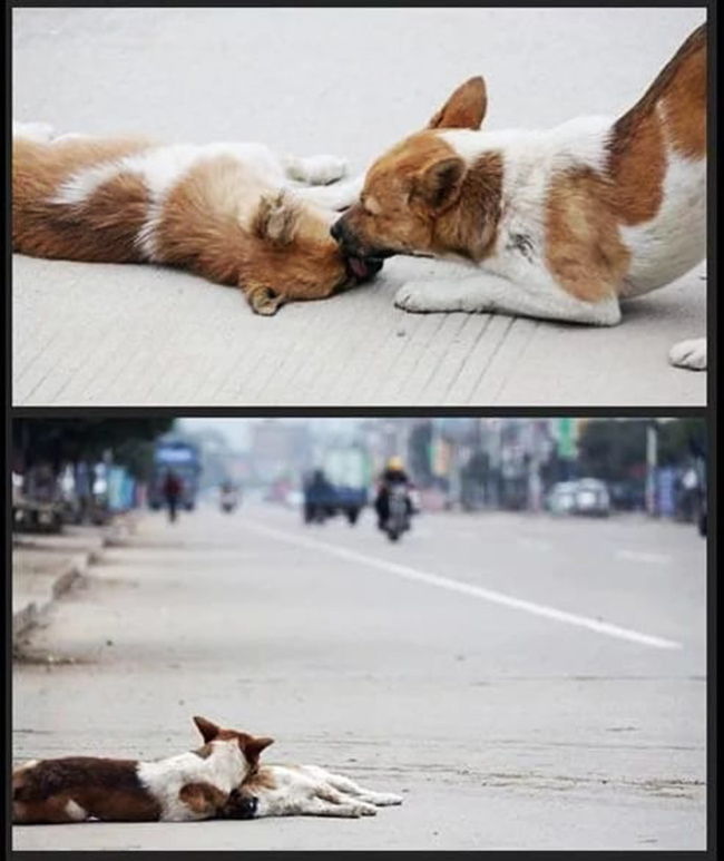 perro llora amigo atropellado carro