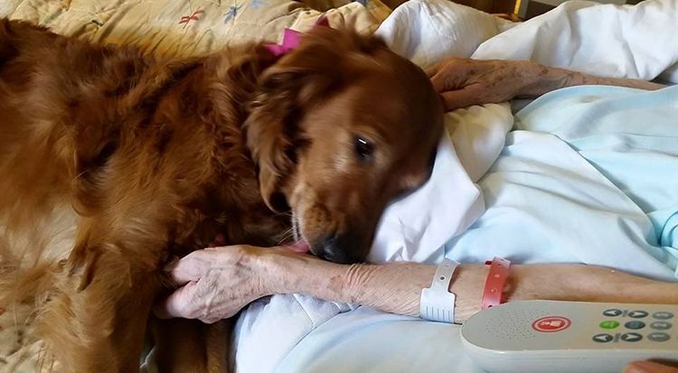 perro consuela enfermos hospital