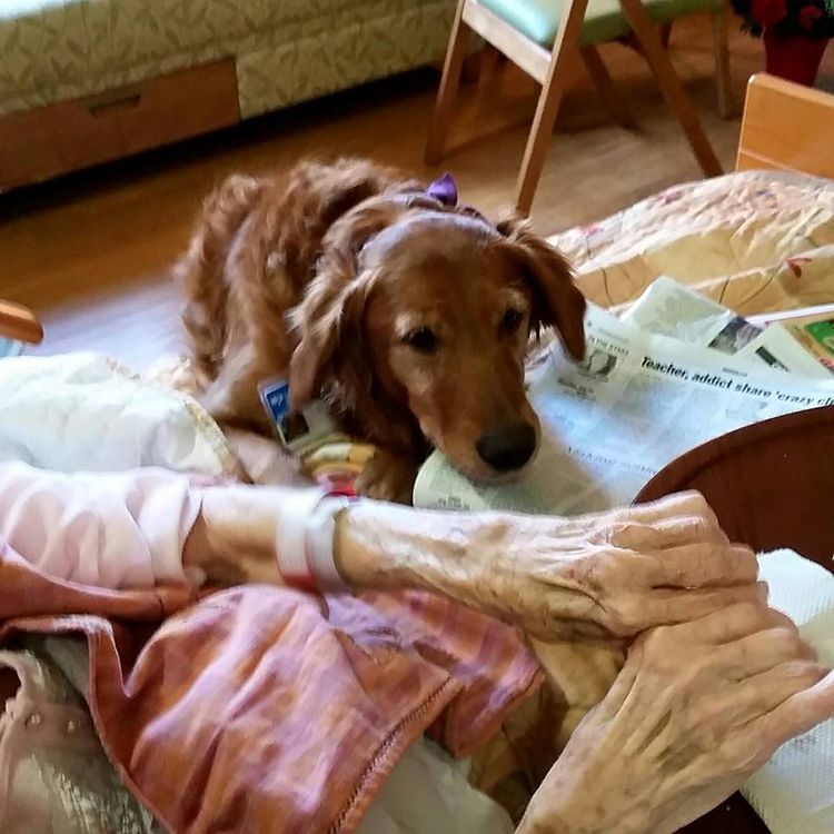 perro de terapia enfermos terminales