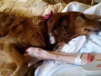 perro cuida enfermos hospital