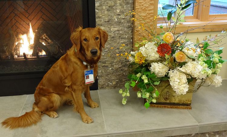 perro de terapia cuida enfermos hospital