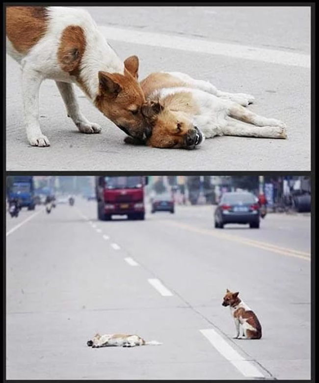 perro llora otro perro atropellado