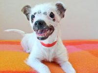 perro raro adoptado