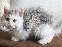 selkirk rex gato
