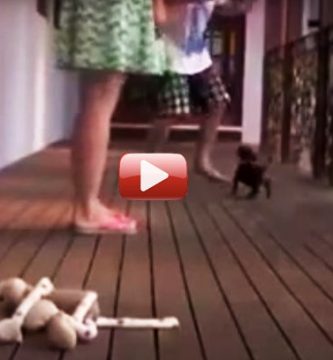 cachorro defiende a su dueña video gracioso
