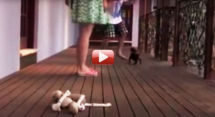 cachorro defiende a su dueña video gracioso