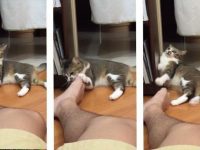 mi gato lame pies