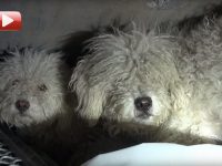 video perros rescatados