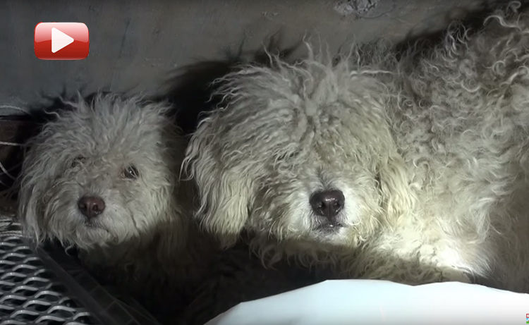 video perros rescatados