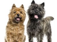 Cairn terrier