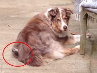 video pajaro arranca pelo perro nido