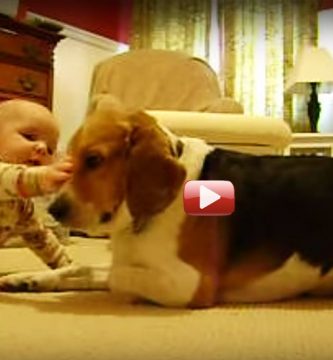 videos de perros y bebés