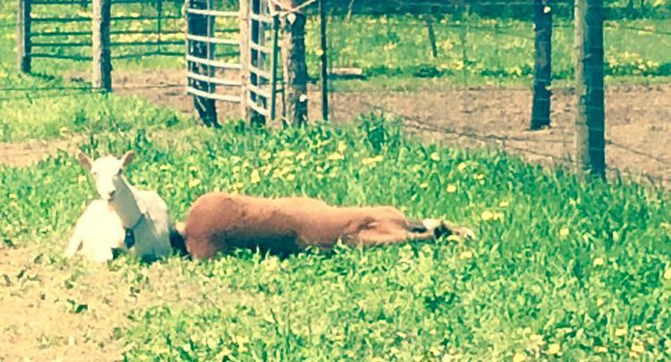 animales amigos distintas especies