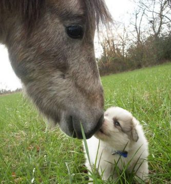 perros y caballos amistad video