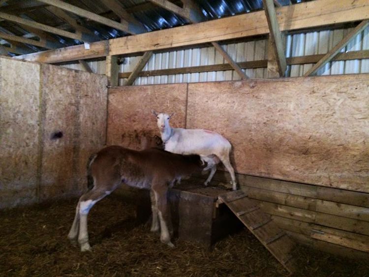 cabra adopta potro fotos
