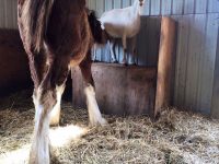 cabra adopta potro huerfano