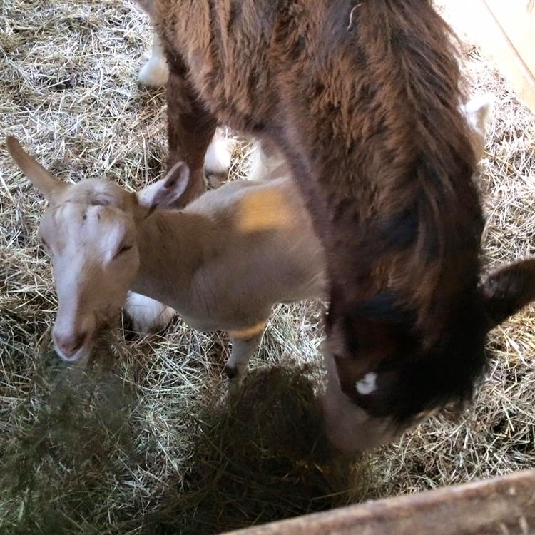 oveja adopta caballito