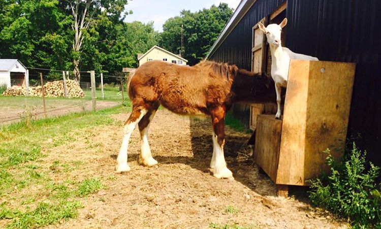 oveja adopta caballito