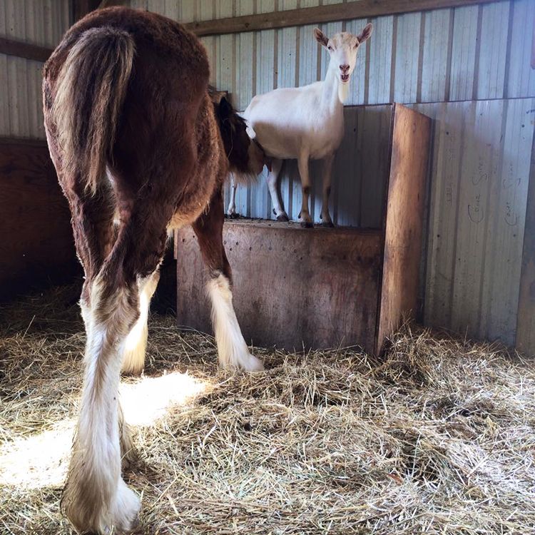 cabra adopta potro huerfano