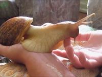caracol mascota video