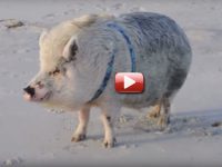 video cerdo baño mar