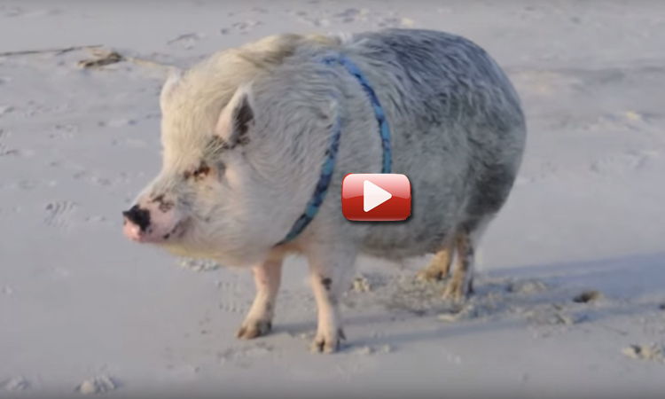 video cerdo baño mar