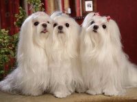 como hacer que el pelo de mi perro brille