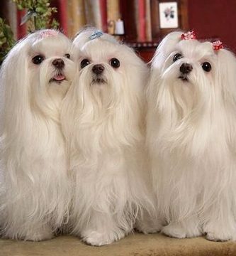 como hacer que el pelo de mi perro brille