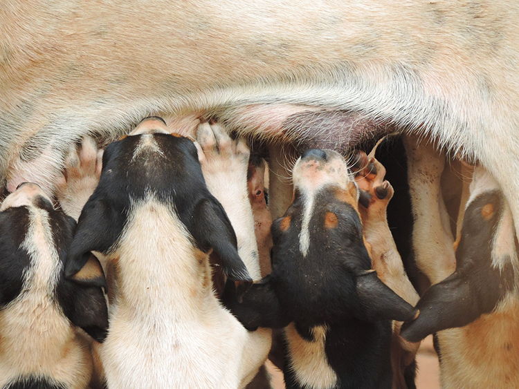 cuantas tetitas tienen las perras
