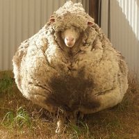 oveja con mas lana del mundo video