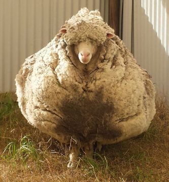 oveja con mas lana del mundo video