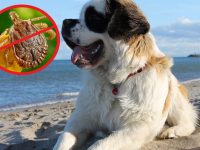 garrapatas en perros