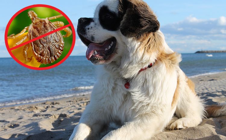 garrapatas en perros