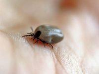 como quitar una garrapata