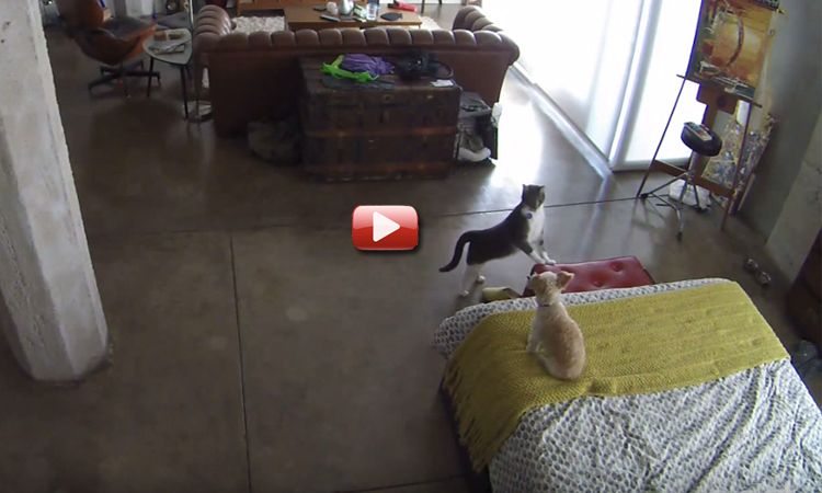 video gato calla perro