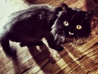 gato negro con dientes por fuera