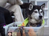 hombre pasea perro viejo en caja ruedas video