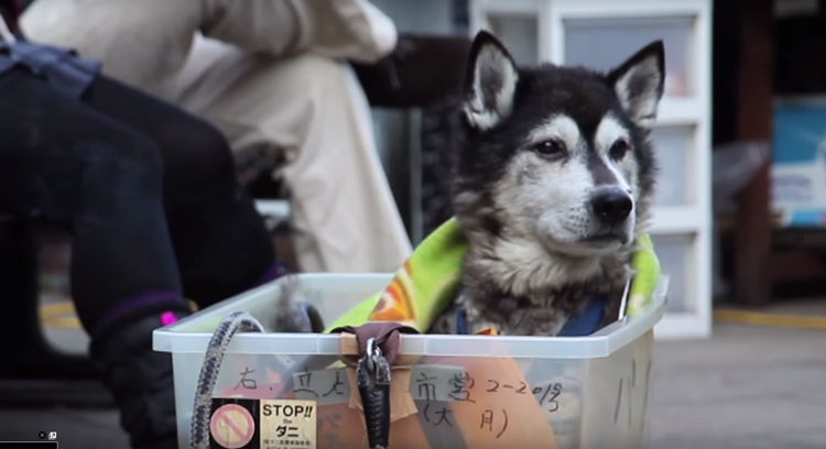 hombre pasea perro viejo en caja ruedas video