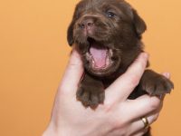 leche para cachorros