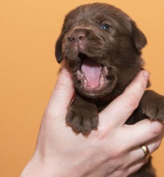 leche para cachorros