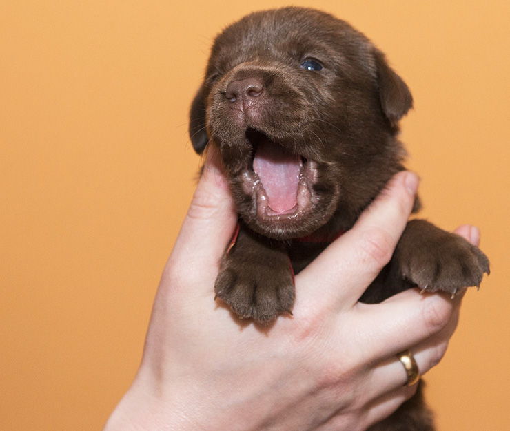 leche para cachorros