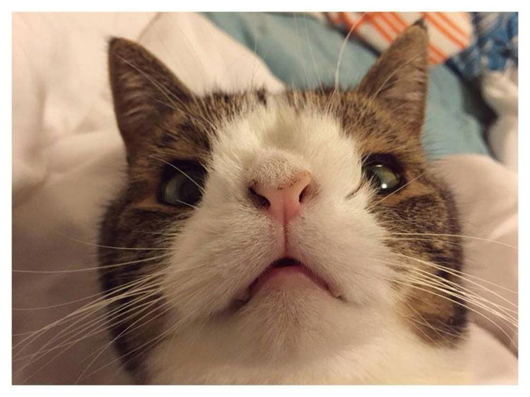 gato cara extraña nariz