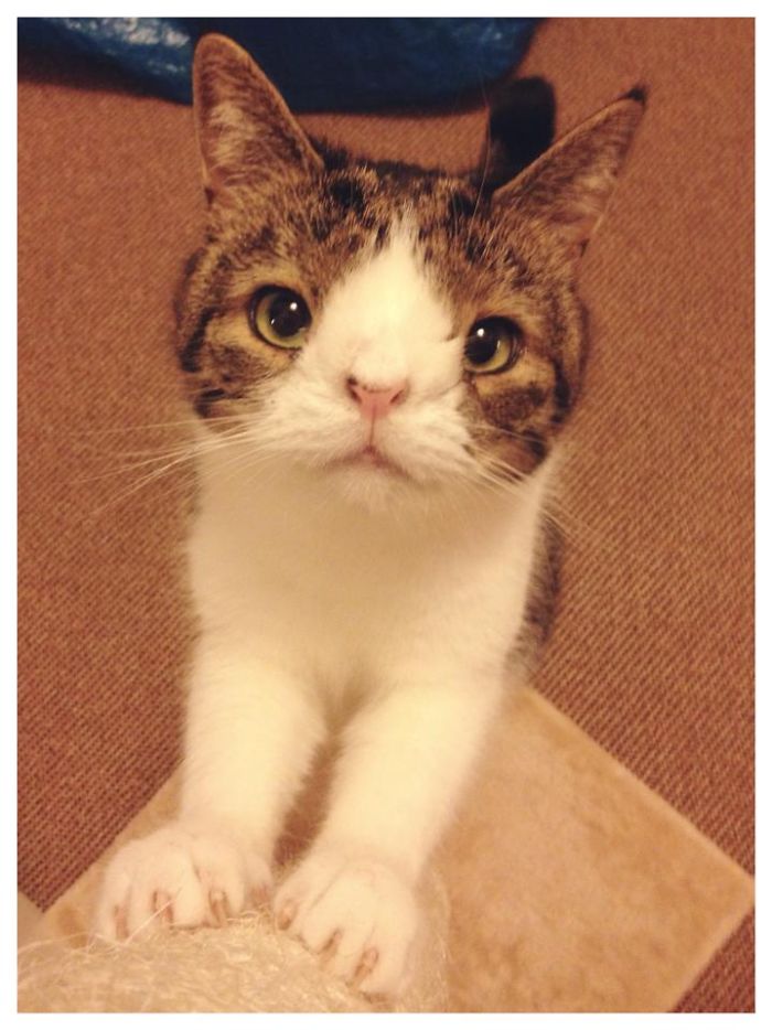 gato con sindrome de down