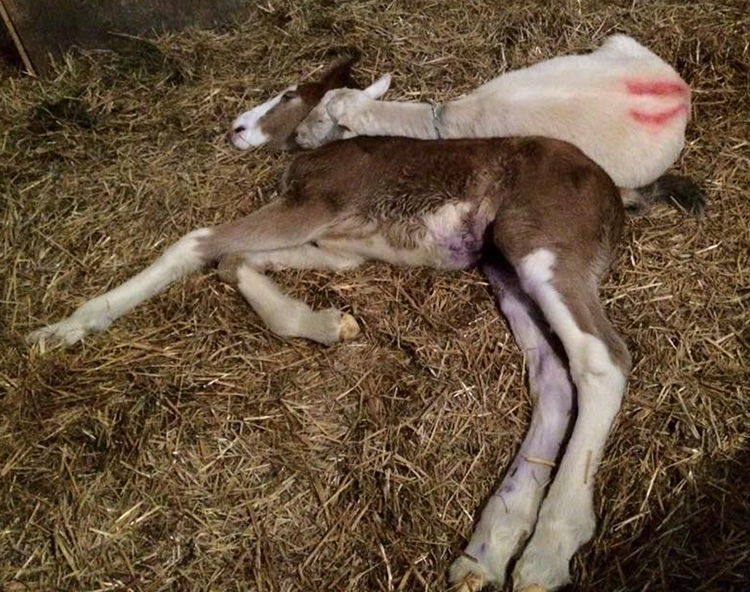 cabra adopta potro huerfano